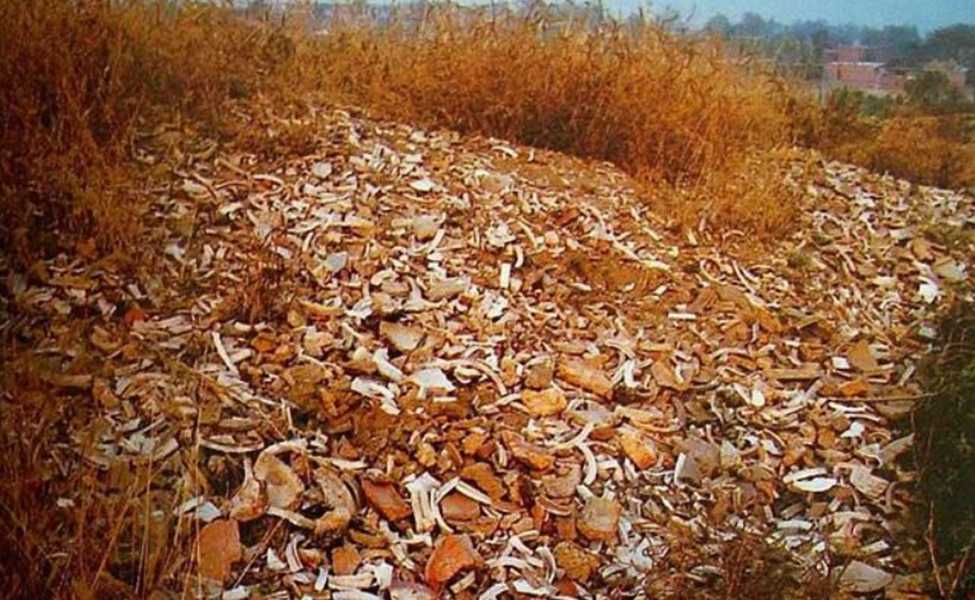 澗磁村的“瓷堆子”，上面布滿了定瓷殘片